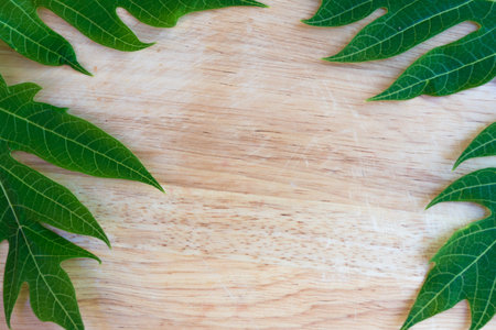 green papaya leaf on wooden background for textureの写真素材