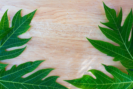 green papaya leaf on wooden background for textureの写真素材