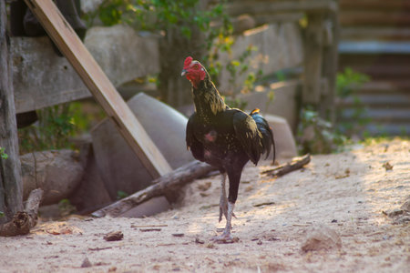 close up male rooster in the farmの写真素材