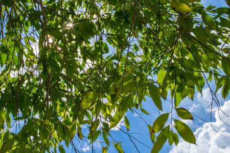 green leaves tree on blue sky backgroundの写真素材