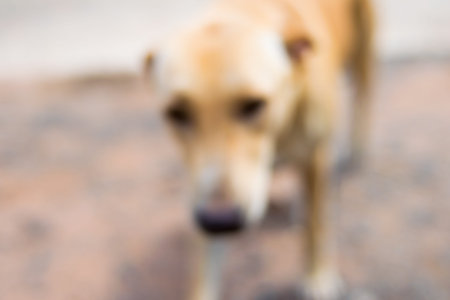 blurred of red dog