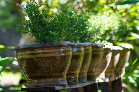 thai dragon jar flowerpotの写真素材