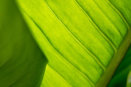 colorful green leaf background