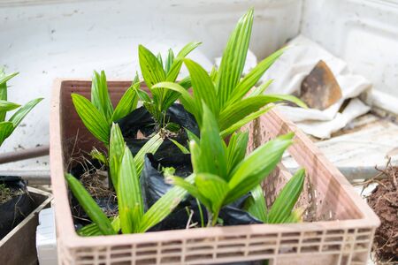 Veitchia merryllii plantの写真素材