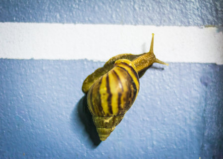 Snail run near the Finish line