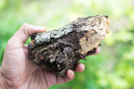 close up hand holding timberの写真素材