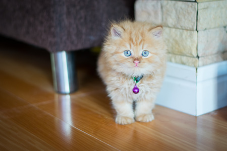 cut persian cat in homeの写真素材