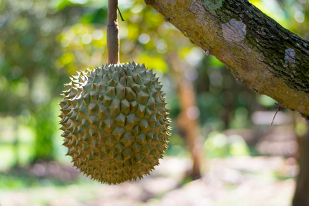fresh Volcano Durian sisaket thailand on treeの写真素材