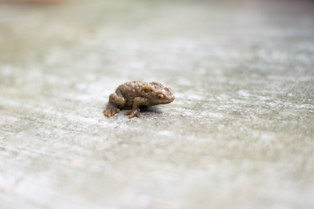 plastic frog on the floorの写真素材