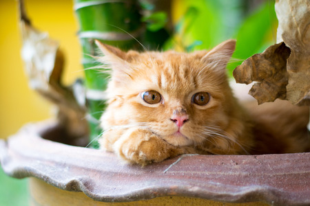 hidden brown cat on tree jarの写真素材