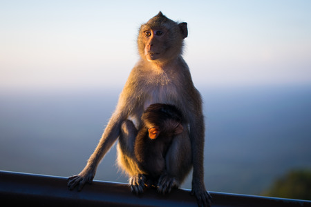 mom monkey sitting on woodenの写真素材