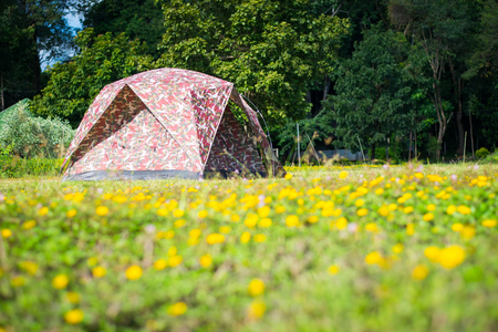 travel tent on yellow flower field and mountain viewの写真素材