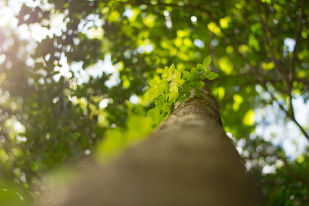 green leaves on green tree backgroundの写真素材