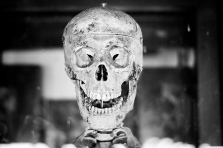 human skull head model