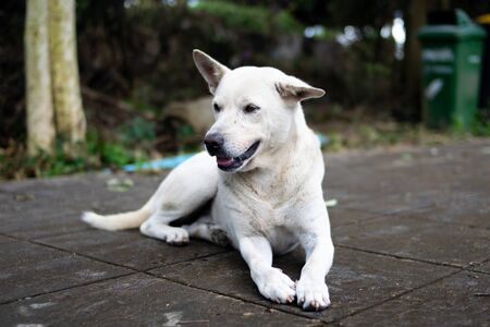 white dog relax on the roadの写真素材