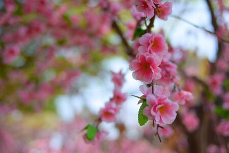 close up plastic sakura flowerの写真素材
