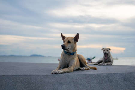 mother and child girl relax on the beachの写真素材