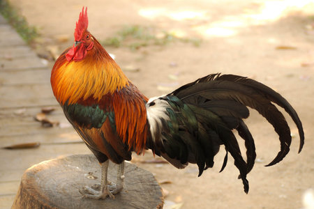 Thailand Bantam
