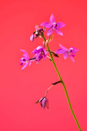 Orchidの写真素材