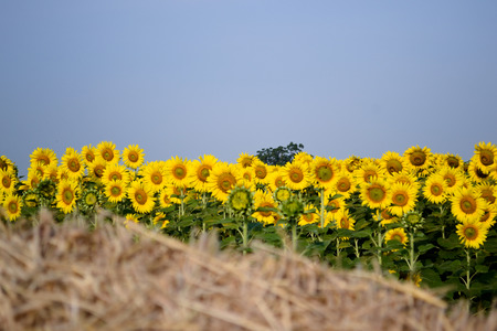 Sunflowerの写真素材