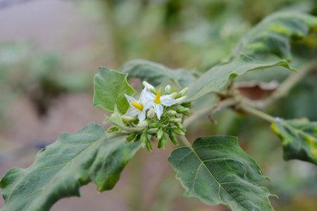 Solanum torvum flowersの写真素材