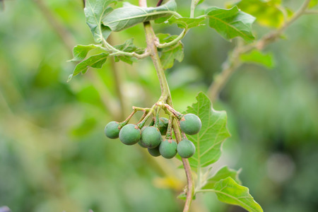 Solanum Torvumの写真素材