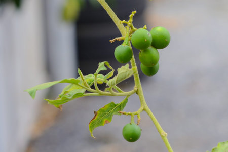 Solanum Torvumの写真素材