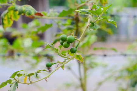 Solanum Torvumの写真素材