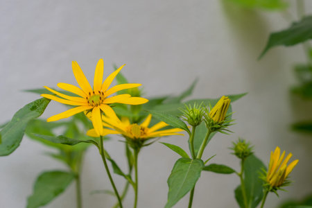 Sunchokeの写真素材