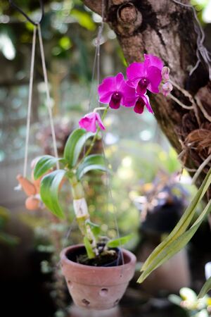 Orchidの写真素材