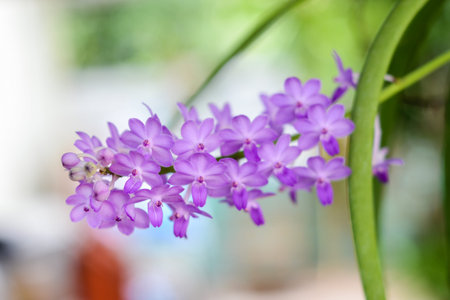 Orchid