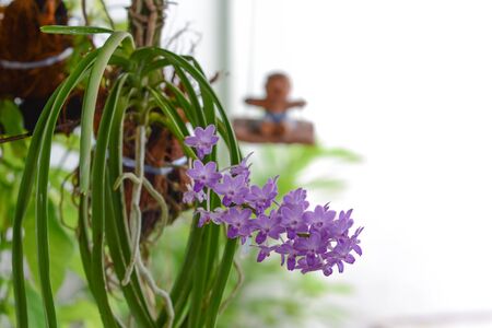 Orchidの写真素材