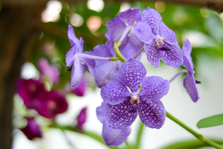 Vanda Orchidの写真素材
