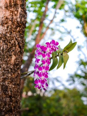 Dendrobium Orchidの写真素材