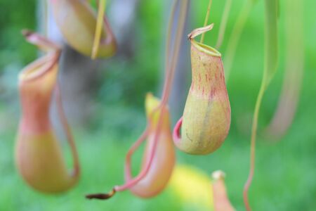 Nepenthesの写真素材