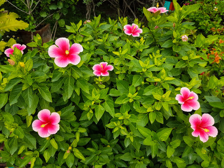 Hibiscus Flower ,(Cha-ba Flower in Thailand)の写真素材