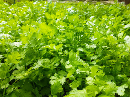 Grow coriander eat itself