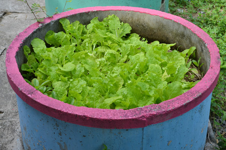 Growing vegetables just enough.の写真素材