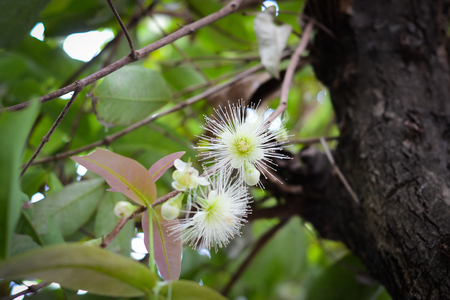 Fructification of rose appleの写真素材