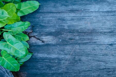 Wood Background with Green Leavesの写真素材