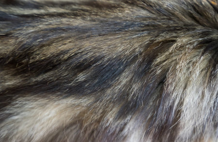 Cat wool texture background