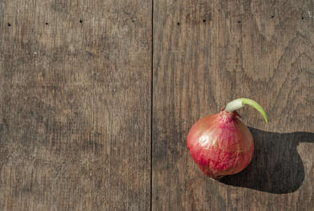 Shallots are placed on brown wooden table background. It's in the bottom right corner of the image and has a copy space in the top left corner. For adding ideas and creativityの写真素材