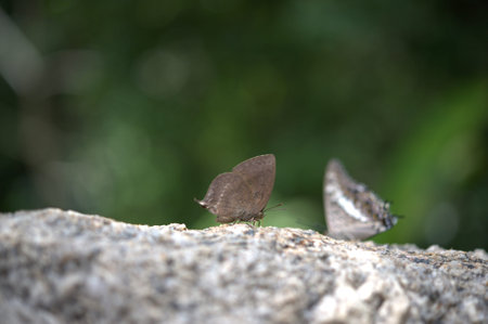 Two Color Butterfly Brown and Black & White Face up on a stoneの写真素材