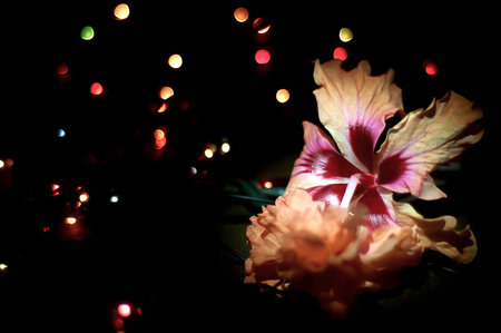 Beautiful light and backgroundの写真素材