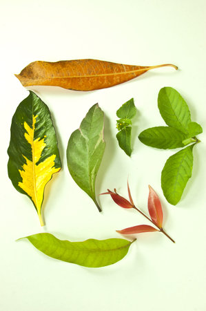 Leaves on a white background