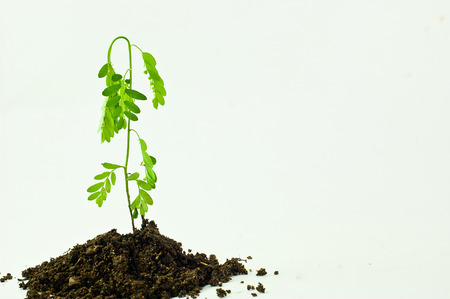 Trees and syringes And green potionの写真素材