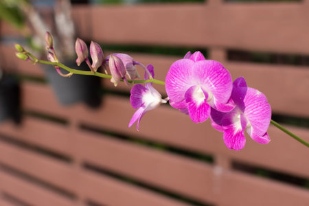 Close up Orchid Decorate the fence for beauty by taking a beautiful golden light in the morning Concept.の写真素材