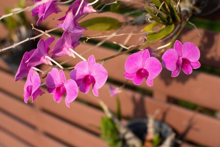 Close up Orchid Group Decorate the fence for beauty by taking a beautiful golden light in the morning Concept.の写真素材