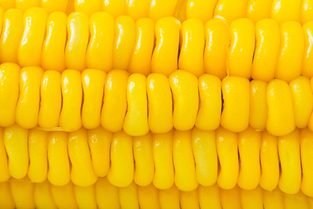 Macro Photography of Boiled Corn on the cob for Background, Healthy food corn conceptの写真素材