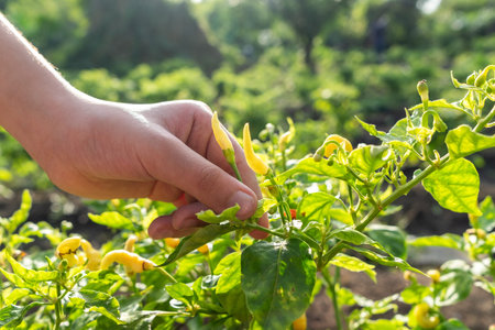 Person picking Bird-pepper in a Agricultural plot, surrounded by nature, hands carefully tending to the growth of plants, embodying the concepts of agriculture, gardening, and environmental care in a farm settingの写真素材